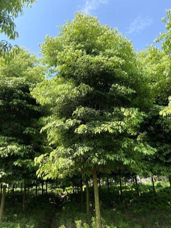 成都供應(yīng)楨楠-楨楠基地-郫都區(qū)名川園藝場