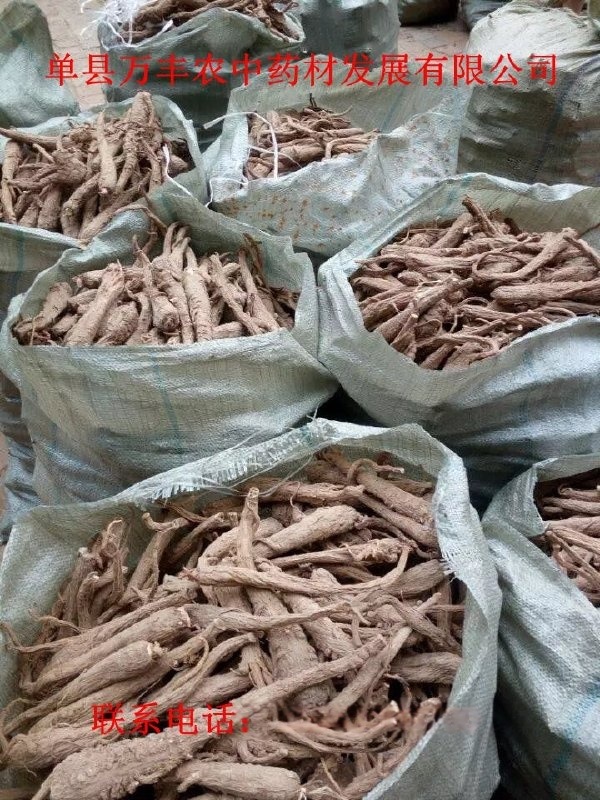 白芷種子量大從優(yōu)質(zhì)量保證