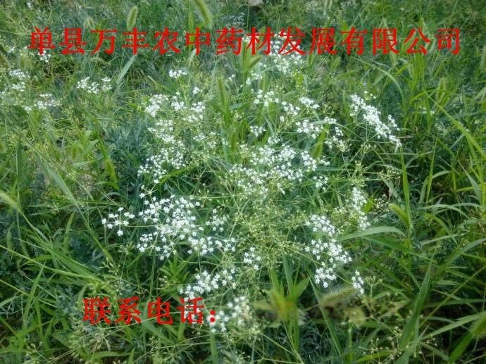 防風(fēng)種苗量大從優(yōu)質(zhì)量保證