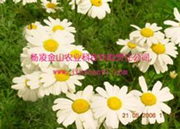 除蟲(chóng)菊苗木（楊凌金山）（YLJS003）