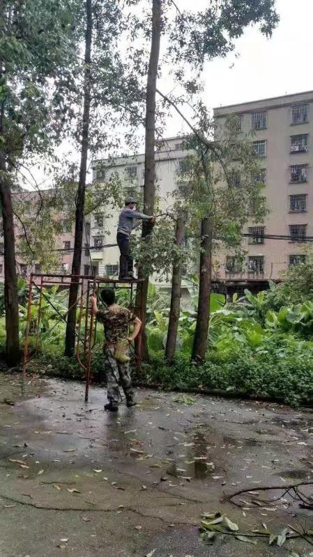 東莞專業(yè)砍樹，挖樹、種樹、移樹、高空修剪樹枝等
