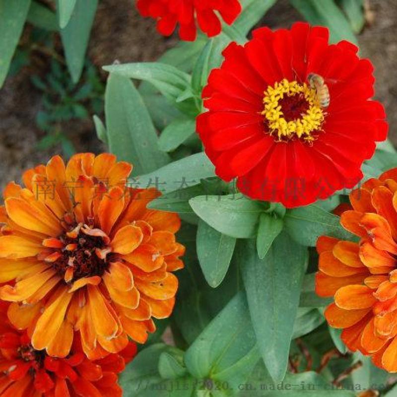 南寧景龍生態 大量批發零售百日菊、花球花、步步高、百日草花卉種子