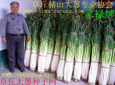 大蔥種子